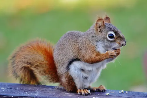 Rodent-Control--in-Temple-City-California-rodent-control-temple-city-california.jpg-image