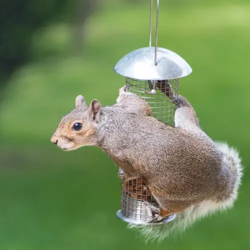 Rodent-Exclusion--in-Walnut-California-rodent-exclusion-walnut-california.jpg-image