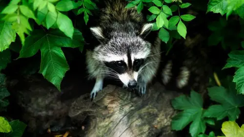 Wildlife-Exclusion--in-La-Crescenta-California-wildlife-exclusion-la-crescenta-california.jpg-image